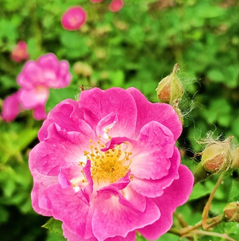 蔷薇玫瑰花代表了什么情感？女朋友送的意义何在？