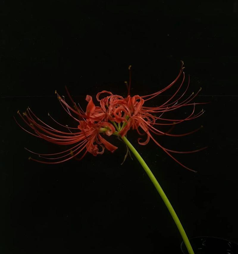 彼岸花的花语及其象征意义是什么？