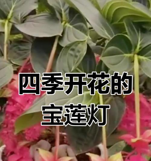 植物宝莲灯花的寓意是什么？它代表什么？