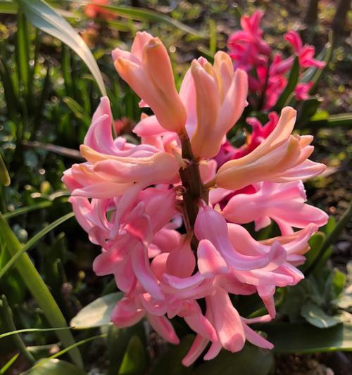 粉色风信子花语是什么？它通常象征着什么？