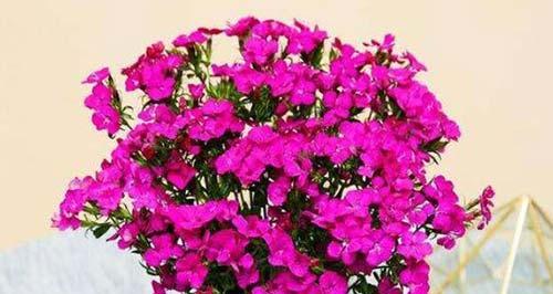粉色风信子花语是什么？它通常象征着什么？