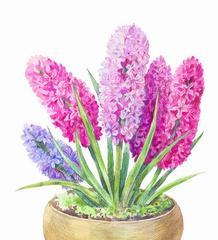 粉色风信子花语是什么？它通常象征着什么？