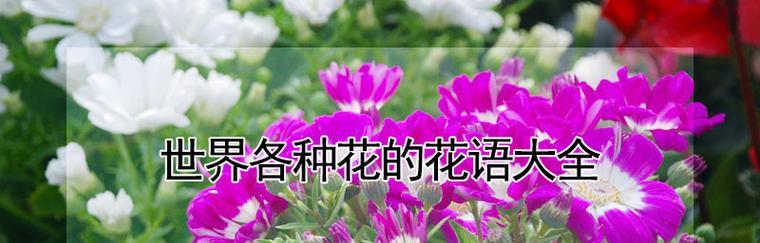 各种花卉的花语分别是什么？