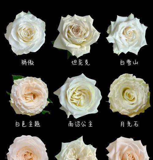 11朵白菊和8朵白玫瑰的组合代表什么？各自花语有何不同？