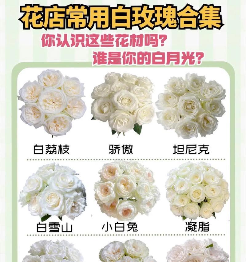 11朵白菊和8朵白玫瑰的组合代表什么？各自花语有何不同？