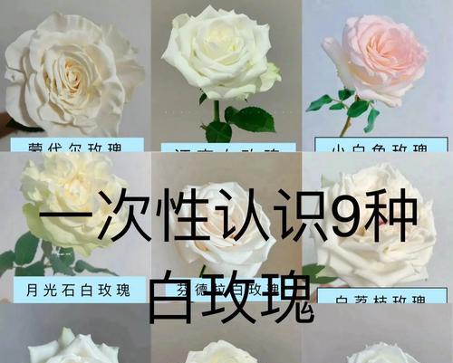 白玫瑰与向日葵的花语有何不同？