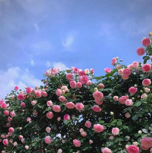惊喜玫瑰花的寓意是什么？送玫瑰花有何特别意义？