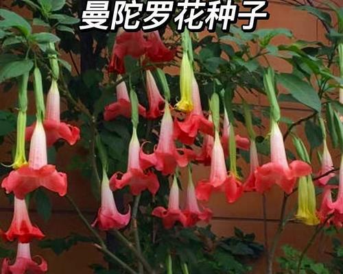 不同种类的花都有哪些花语？它们各自代表什么？