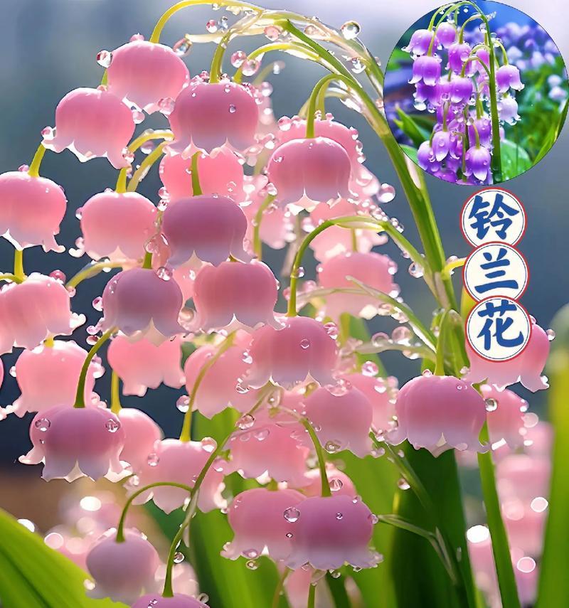 不同种类的花都有哪些花语？它们各自代表什么？