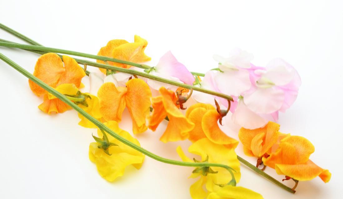 香花有哪些花语？