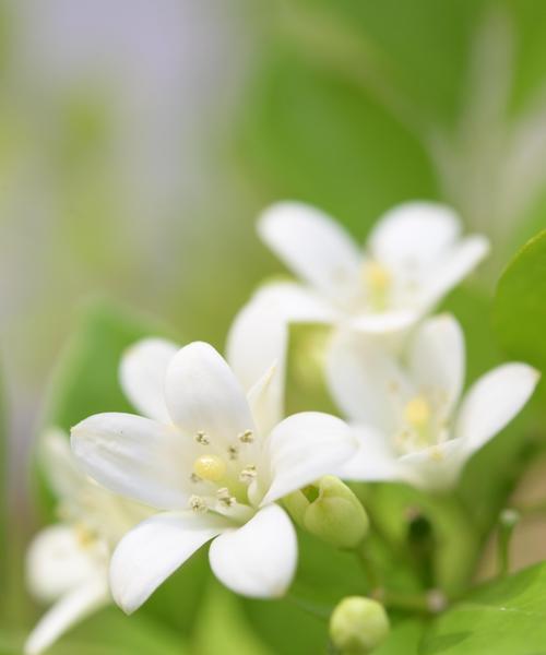 香花有哪些花语？