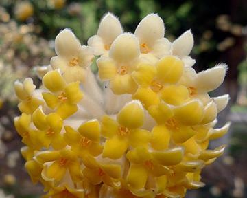 香花有哪些花语？