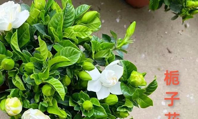 白玫瑰和栀子花的花语是什么？它们的寓意有何不同？