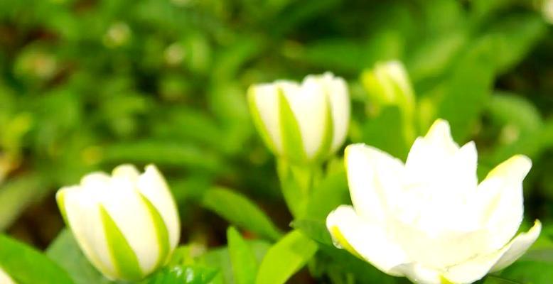 白玫瑰和栀子花的花语是什么？它们的寓意有何不同？