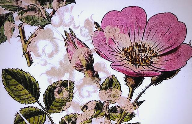 家里的玫瑰花有何象征意义？玫瑰花在家中摆放的含义是什么？