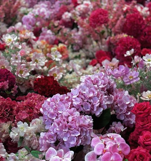 玫瑰花与白菜花相遇象征着什么？
