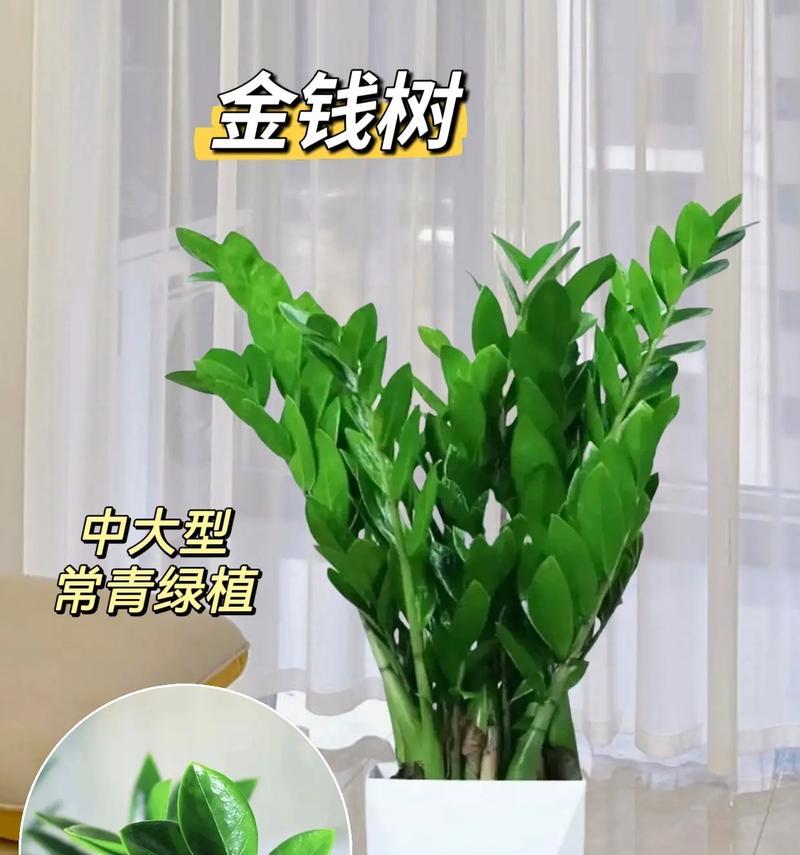 快速成长的盆栽有何象征意义？