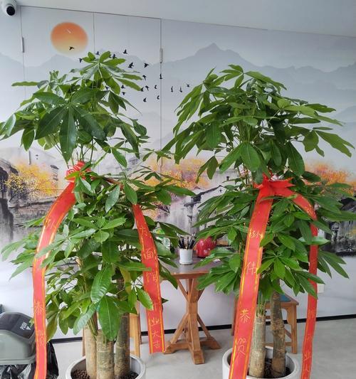 屋内摆放哪些花卉盆栽寓意好？