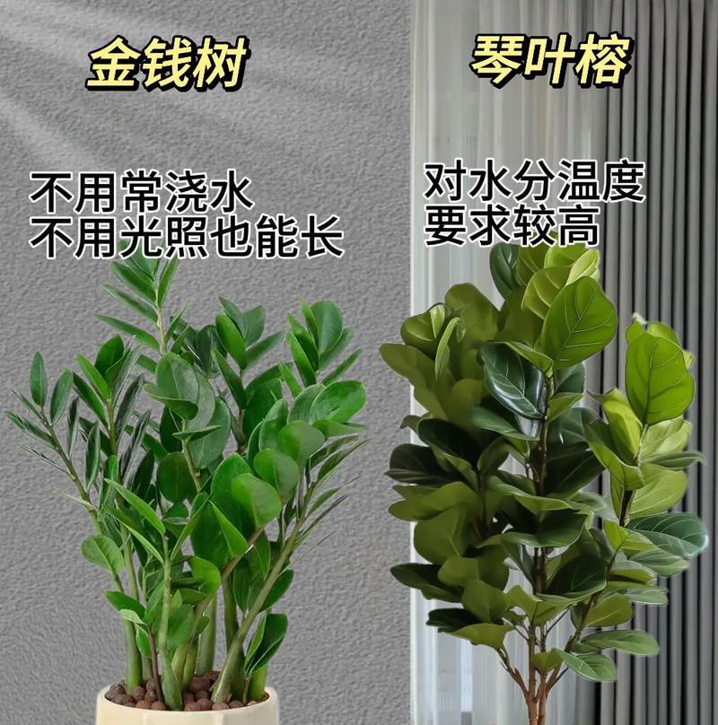 屋内摆放哪些花卉盆栽寓意好？