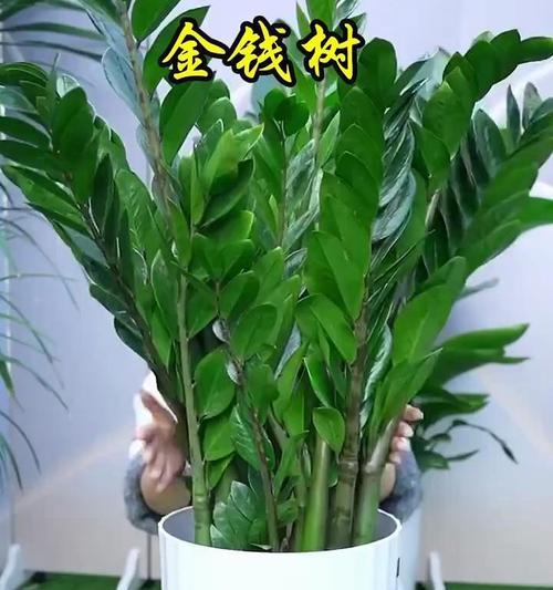 屋内摆放哪些花卉盆栽寓意好？