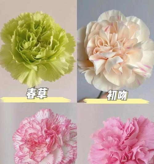 康乃馨通常代表什么？它的花语有哪些？
