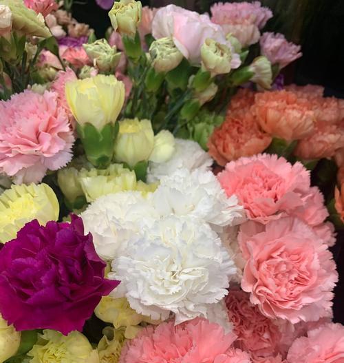 康乃馨通常代表什么？它的花语有哪些？
