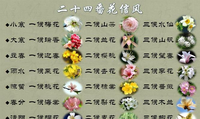 杏花的花语是什么？它在传统中有哪些象征意义？