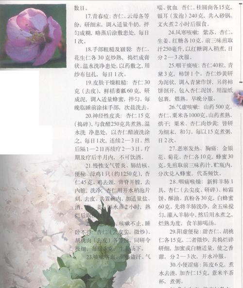 杏花的花语是什么？它在传统中有哪些象征意义？