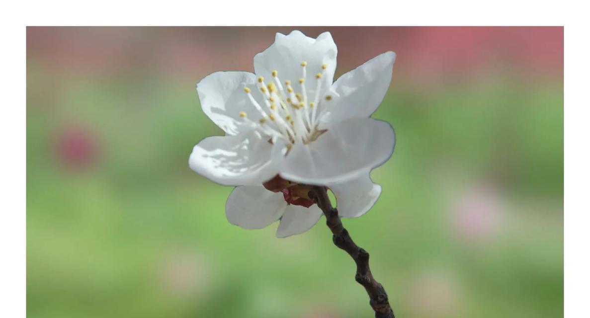 杏花的花语是什么？它在传统中有哪些象征意义？