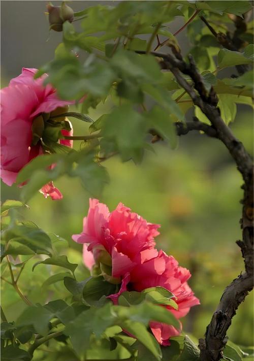 雍容花卉的意思是什么解释？雍容花卉象征着什么？