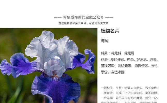 粉黛的花语有哪些？它在花卉文化中代表了什么？
