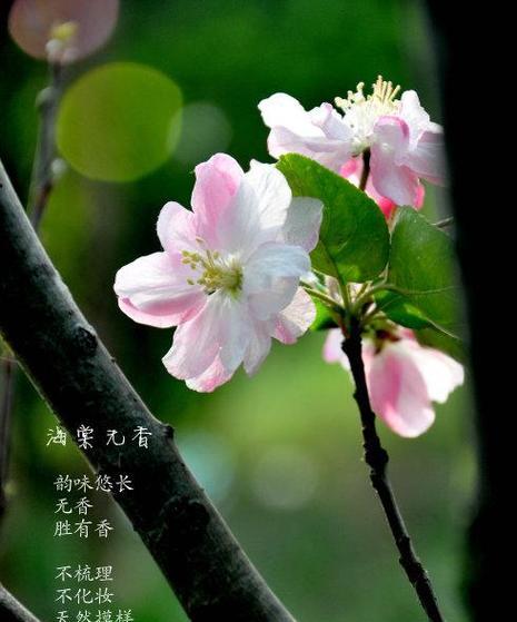 粉黛的花语有哪些？它在花卉文化中代表了什么？