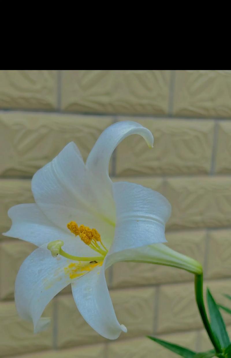 圣诞节白百合的花语是什么？送白百合花有何特别意义？