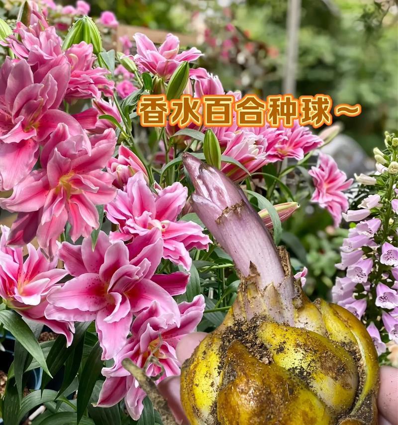 百和花的花语有哪些独特之处？