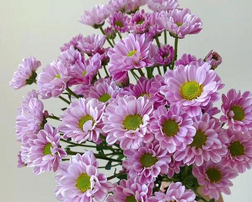 皱菊的花语代表了什么？它在花语中通常象征什么？
