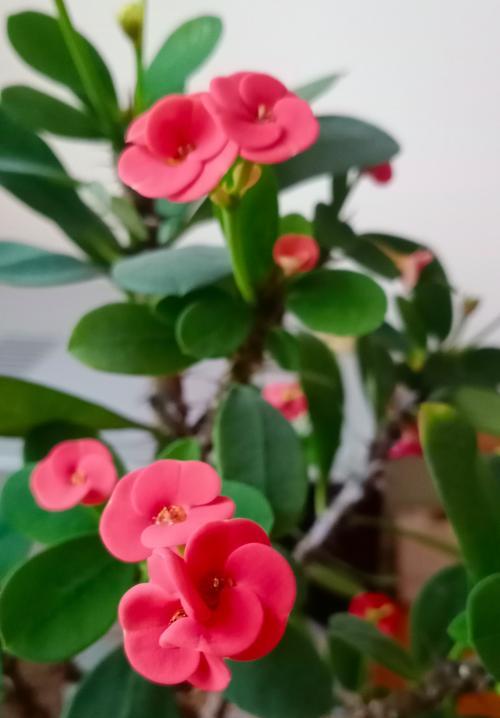 象征强韧的花卉有哪些名字？这些花卉如何代表坚韧不拔？