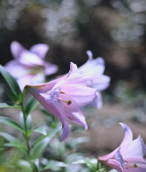 象征强韧的花卉有哪些名字？这些花卉如何代表坚韧不拔？
