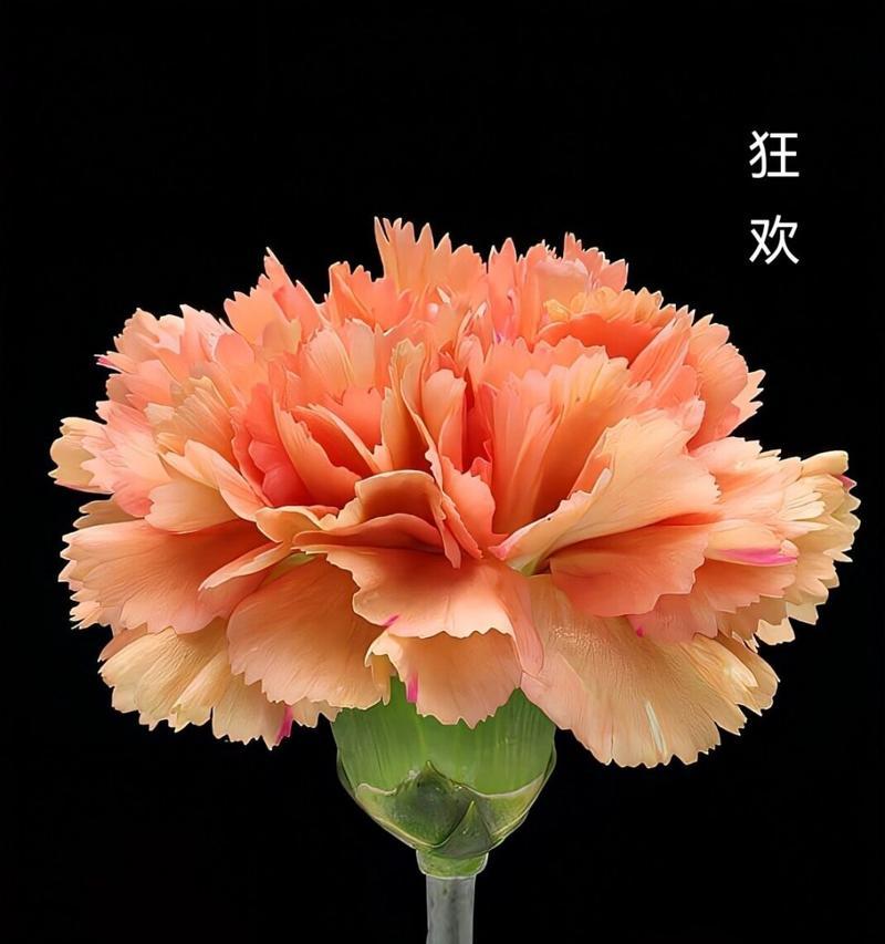 康乃馨和铁线莲各自代表什么？这两种花的花语有何不同？