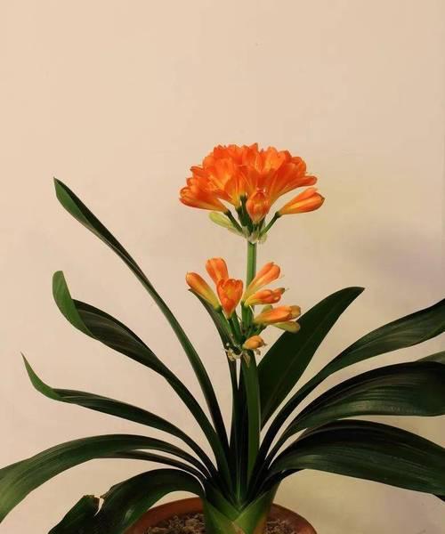 哪些花卉寓意多子多福？它们各自代表什么？