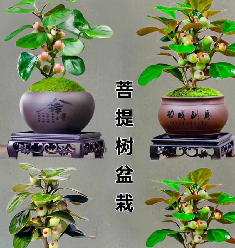 哪些花卉寓意多子多福？它们各自代表什么？