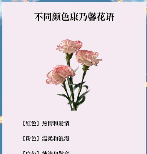 小姑娘提到康乃馨是什么意思？它在花语中代表什么？