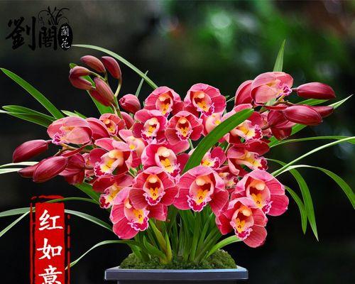 墨兰盆栽红色代表什么？它在室内装饰中有何特殊含义？
