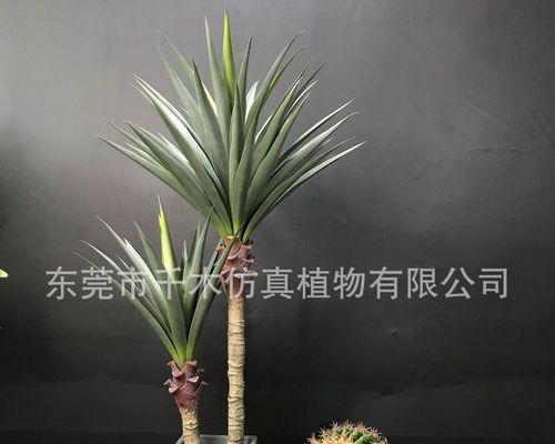 剑麻盆栽的特点有何含义？