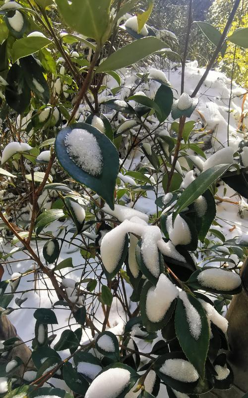 小百合在雪中舞蹈象征着什么？它传达了怎样的信息？