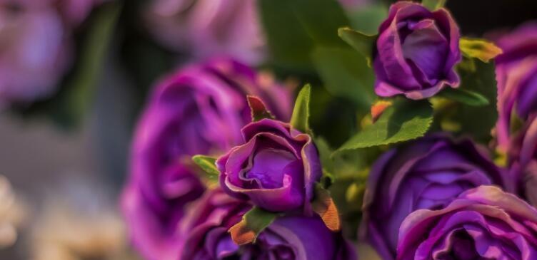 送老婆的紫色玫瑰花代表什么？紫色玫瑰的花语是什么？