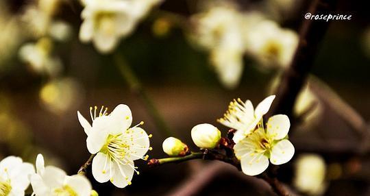 小九玫瑰花代表什么含义？