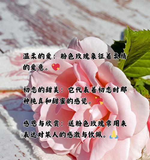 粉色和红色玫瑰一起代表了什么？它们的组合花语是什么？