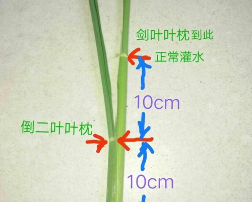 水稻打花的含义是什么？它对水稻有什么影响？