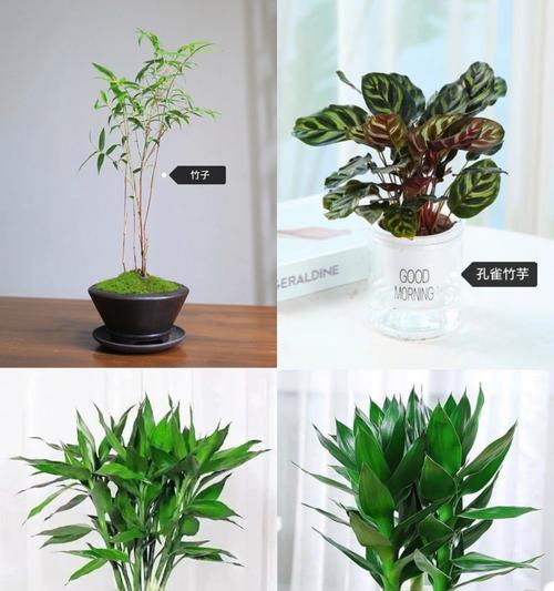 哪些绿植盆栽的名字有趣且特别？