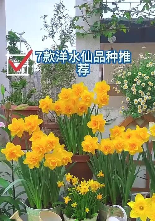 洋水仙的花语是什么？它代表了什么情感？